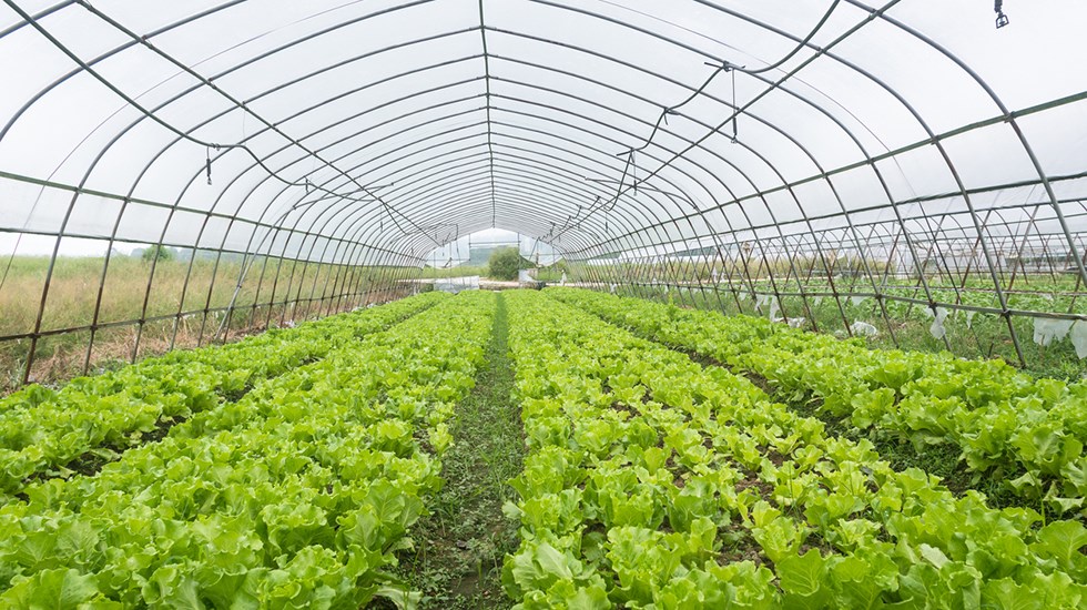 Single span greenhouse inside 03.jpg