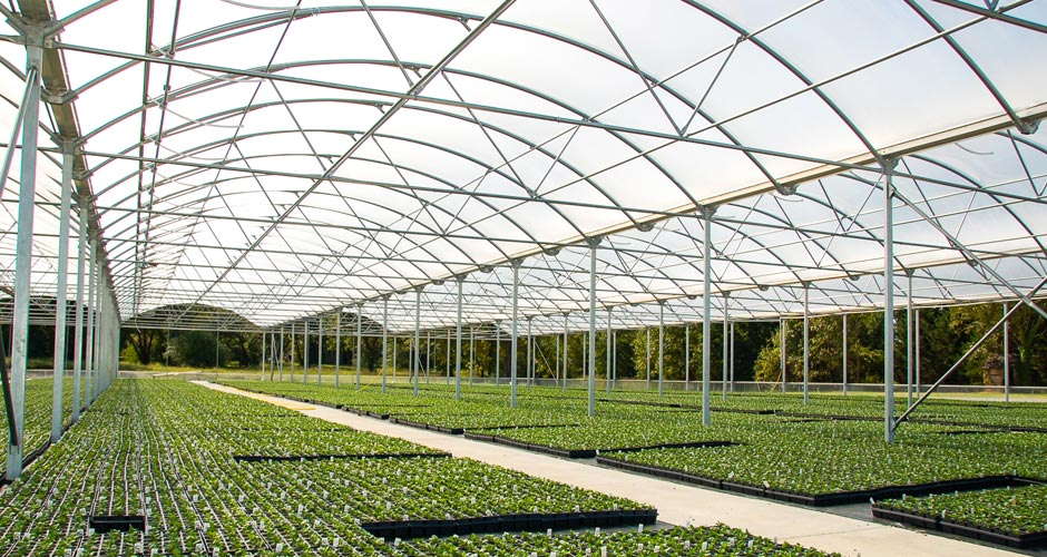 Arch multi span greenhouse inside 01.jpg